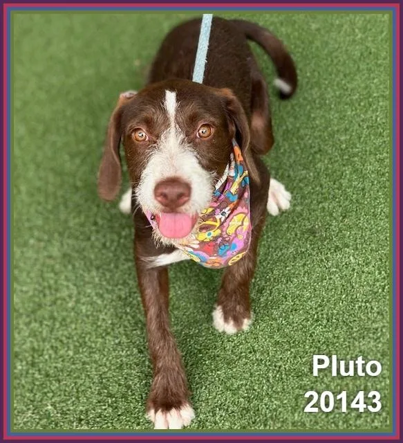 Pluto thumbnail 6