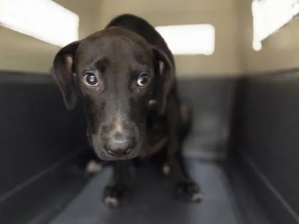 A baby medium-sized male Hound dog named Ceres for adoption in Honolulu, HI