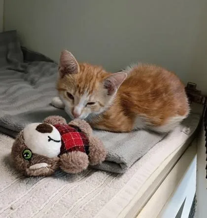 A baby small-sized male Domestic Short Hair cat named Cheesecake for adoption in Palm Coast, FL