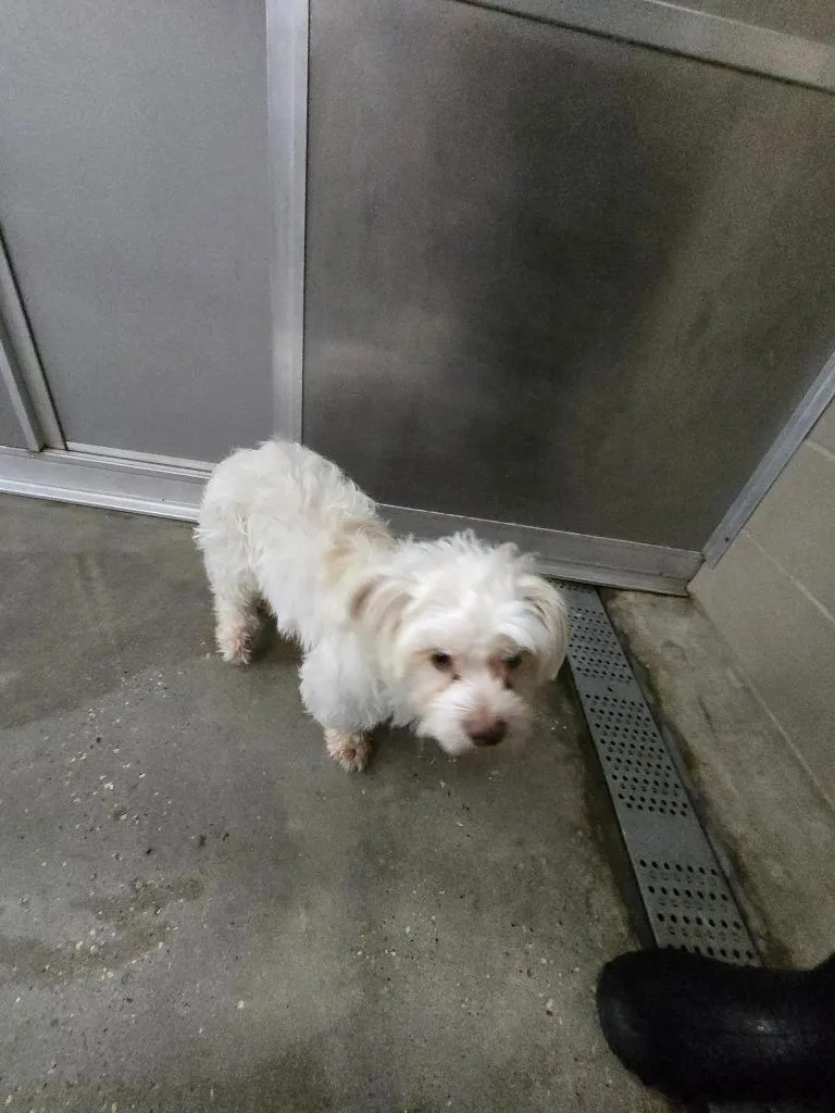 A young small-sized male Shih Tzu dog named Pogo for adoption in Huntsville, TX
