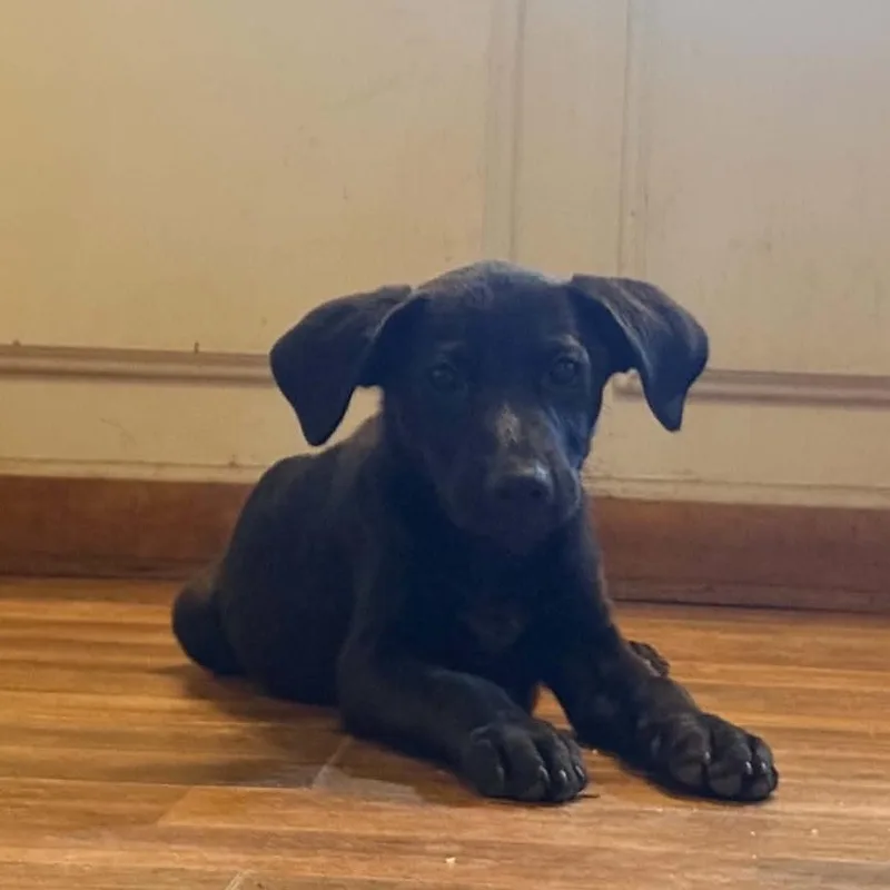 A baby medium-sized female Black Mixed Breed dog named LunaM for adoption in Paramus, NJ