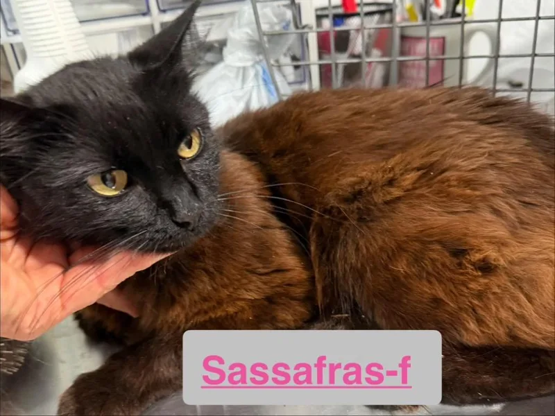 Sassafras