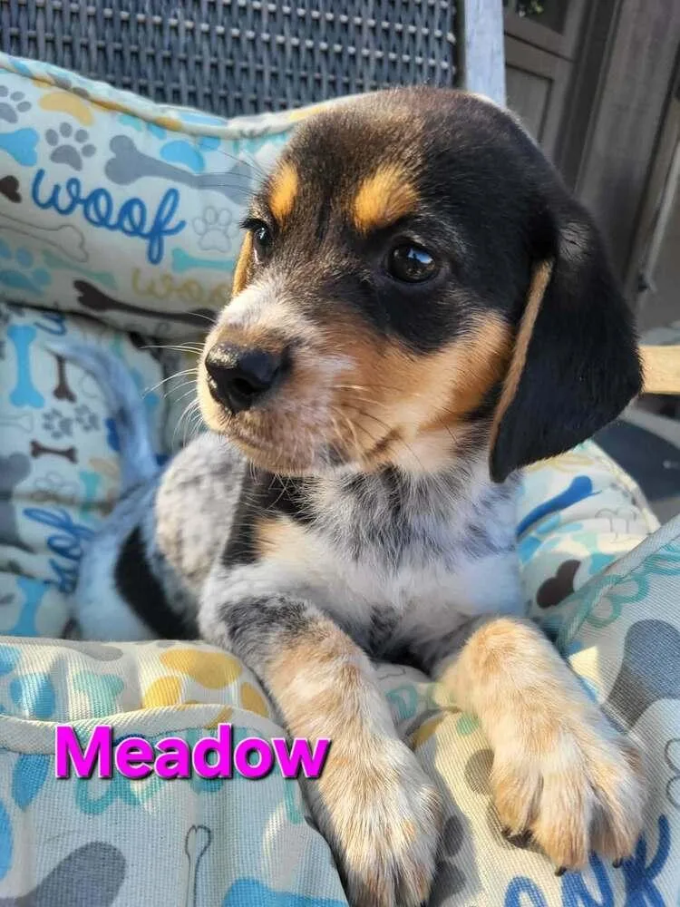 Meadow thumbnail 2