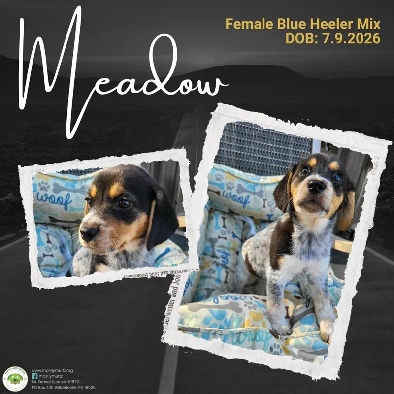 Meadow thumbnail 6