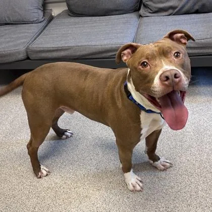 An adult large-sized male Brown / Chocolate Mixed Breed dog named Boogie for adoption in Lansing, MI