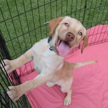A baby medium-sized female Yellow / Tan / Blond / Fawn Labradoodle dog named Ct Winnie for adoption in Stormville, NY