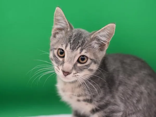 A baby small-sized male Domestic Short Hair cat named The Sims for adoption in Portland, OR