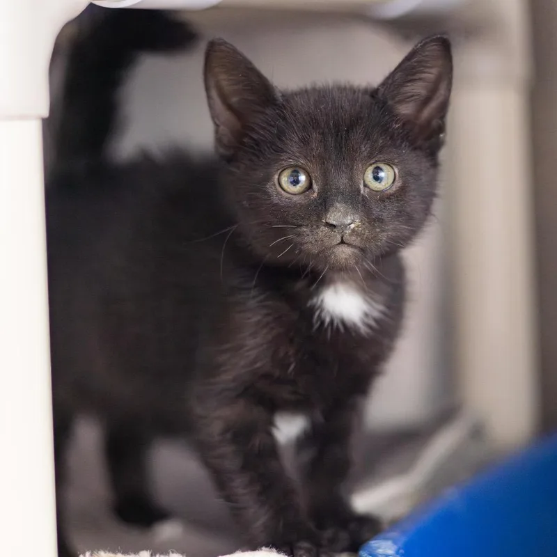 A baby small-sized female Black Domestic Short Hair cat named Jalapeno for adoption in Wilmington, DE