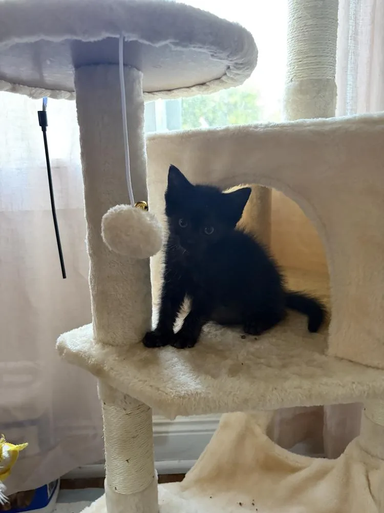 A baby small-sized female Black Domestic Short Hair cat named Ducky for adoption in Ferndale, MI