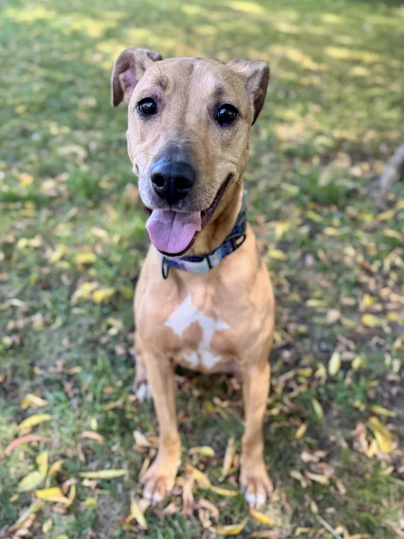 A young medium-sized female Golden Retriever dog named Bella for adoption in Midland, MI