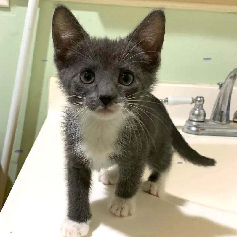 A baby small-sized female Gray / Blue / Silver Domestic Medium Hair cat named Olive for adoption in Huntington, WV