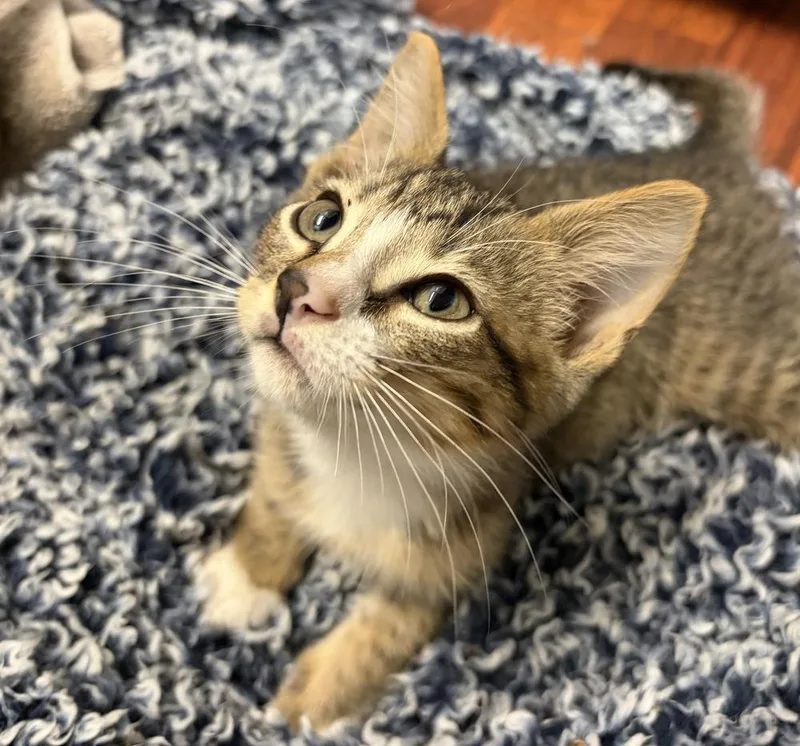 A baby small-sized male American Shorthair cat named Pomelo for adoption in Tampa, FL