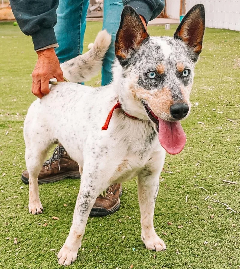 A young medium-sized male Australian Cattle Dog / Blue Heeler dog named San for adoption in Tacoma, WA