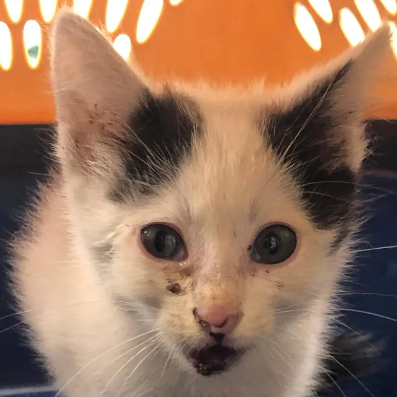 A baby small-sized male Domestic Short Hair cat named Magnus Bane for adoption in Kingman, KS