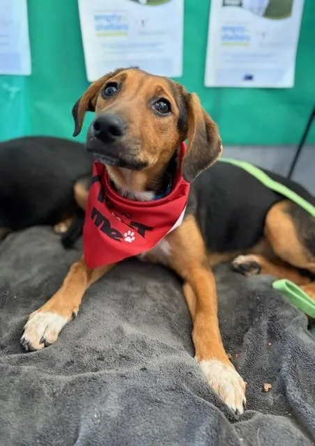 A baby large-sized female Mixed Breed dog named Sadie for adoption in Dallas, TX