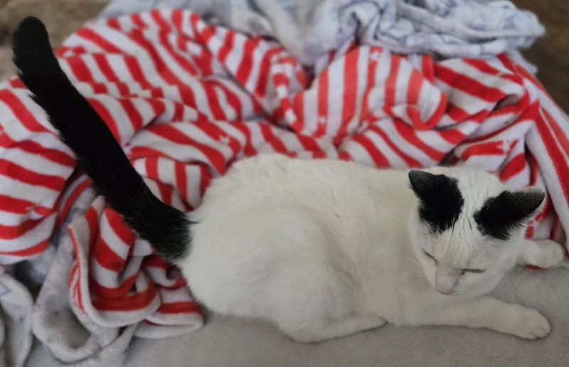 Ms. Blackbeard thumbnail 2