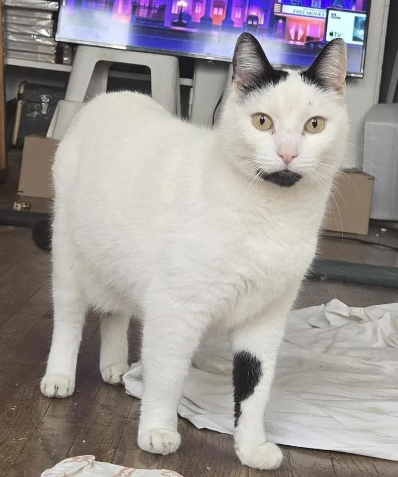 Ms. Blackbeard thumbnail 3