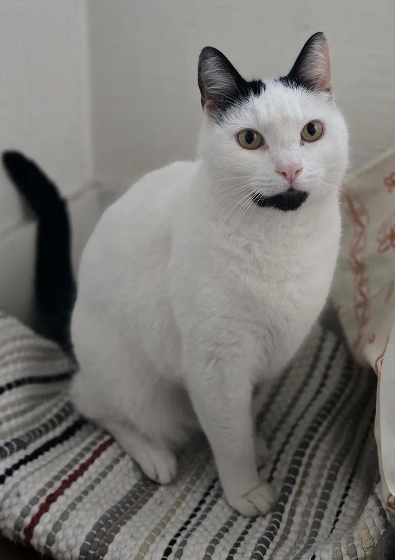 Ms. Blackbeard thumbnail 4