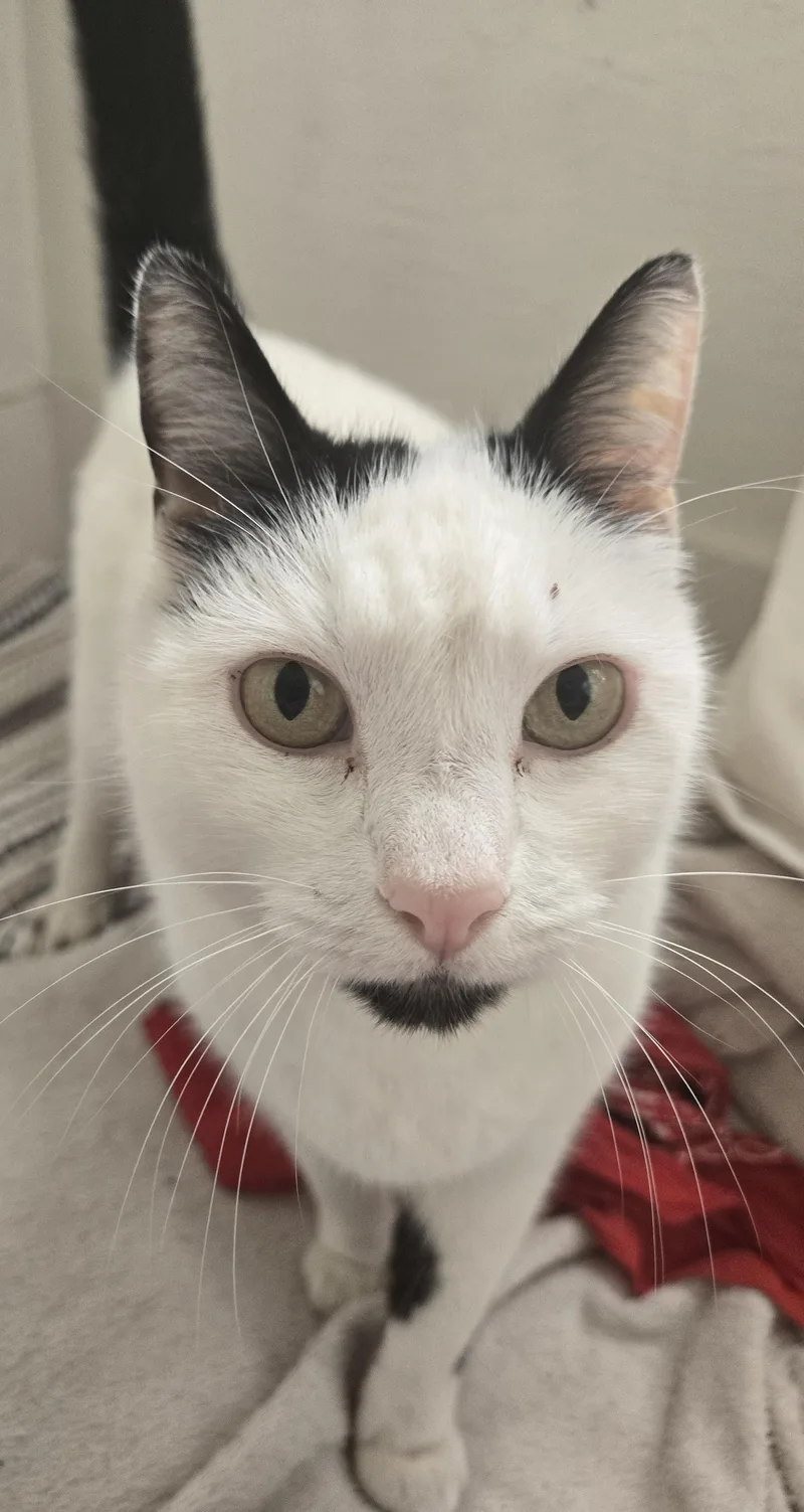 Ms. Blackbeard thumbnail 5