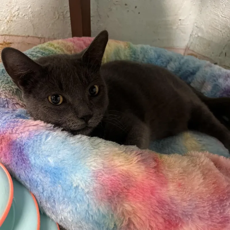 An adult large-sized male Gray / Blue / Silver Domestic Short Hair cat named Anders for adoption in Mount Juliet, TN