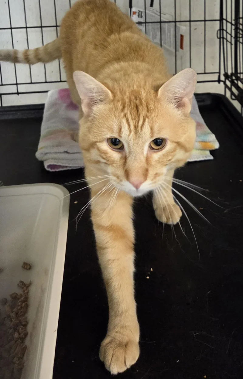 A young medium-sized male Orange / Red Domestic Short Hair cat named Marsh for adoption in Mansfield Center, CT