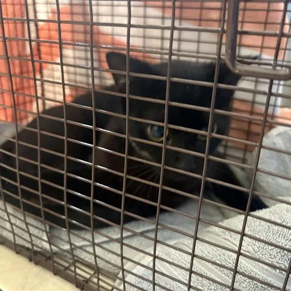 An adult medium-sized female Black Domestic Short Hair cat named Name Unknown for adoption in Pasadena, CA