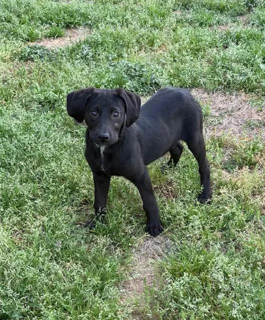 A baby medium-sized female Black Labrador Retriever dog named Jessica for adoption in Corsicana, TX