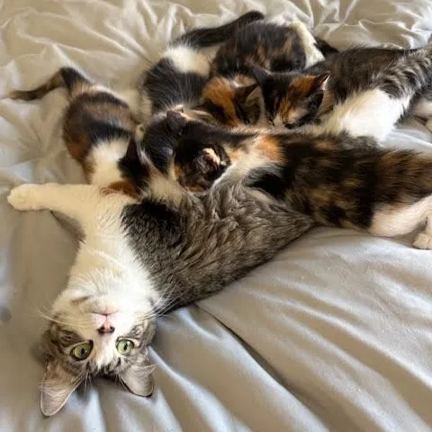 A young medium-sized female Tabby (Gray / Blue / Silver) Tabby cat named Zoey for adoption in Woodland Hills, CA