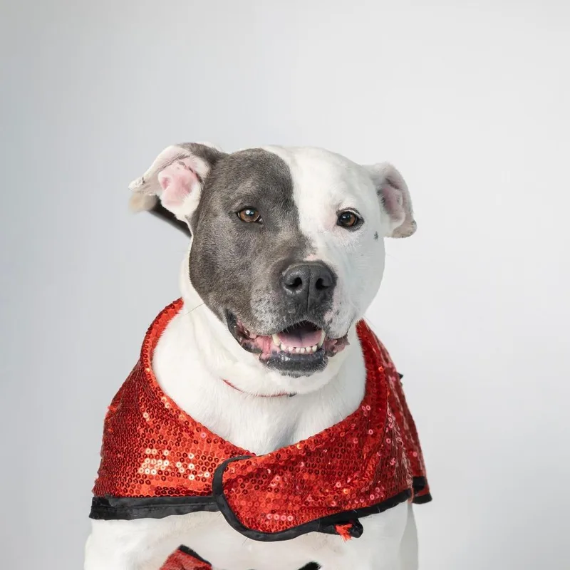 A senior large-sized female White / Cream Mixed Breed dog named Moira Rose for adoption in Dearborn, MI
