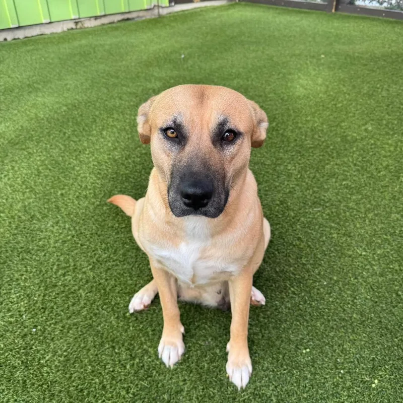 An adult medium-sized female Yellow / Tan / Blond / Fawn Mixed Breed dog named Shaila for adoption in LOXAHATCHEE, FL
