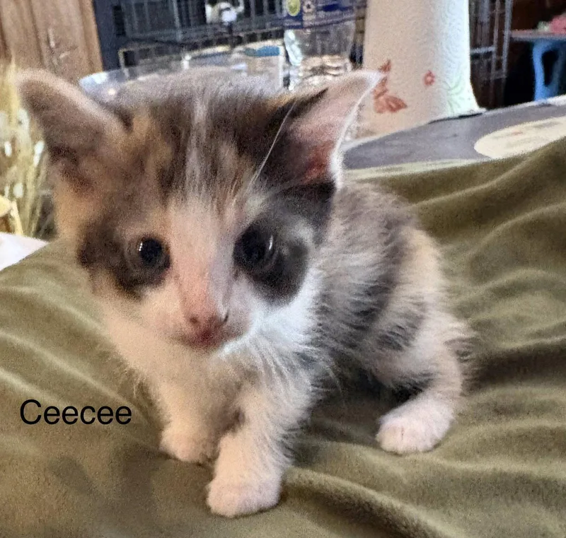 A baby medium-sized female Domestic Short Hair cat named Deedee for adoption in White Bluff, TN