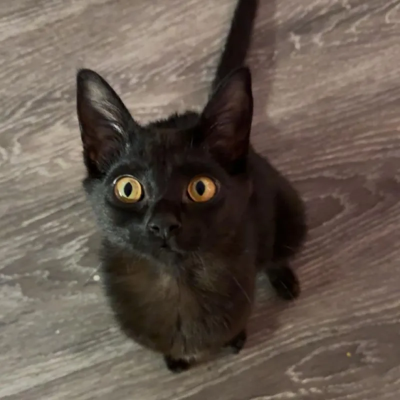 A baby medium-sized female Black Domestic Short Hair cat named Popoke for adoption in Springfield, OR