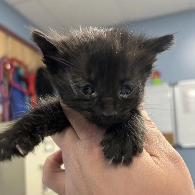 A baby small-sized male Black Domestic Short Hair cat named Snoop Dog for adoption in St Joseph, MO