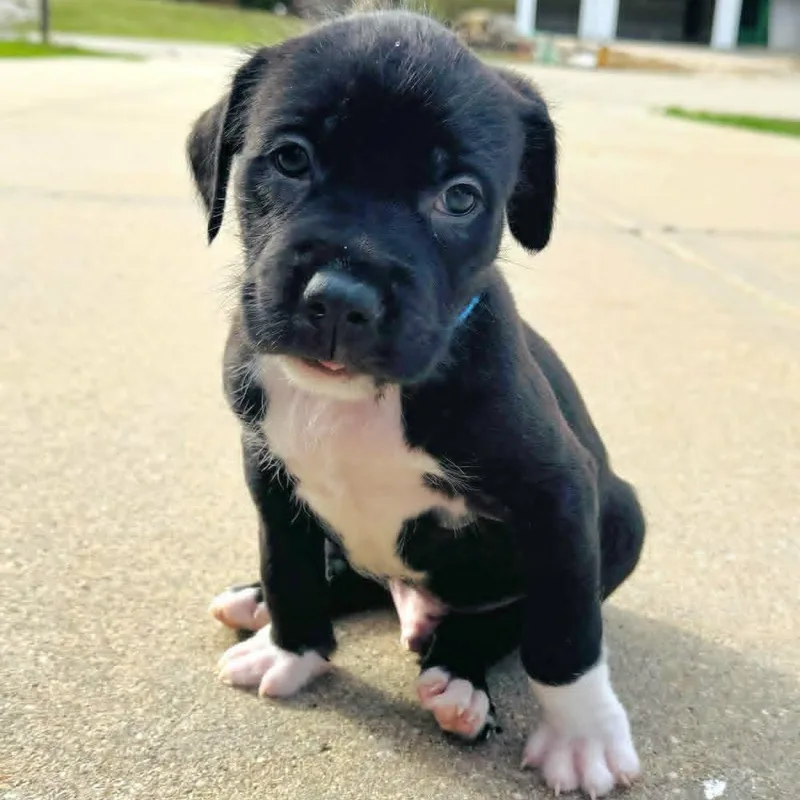 A baby medium-sized male Black Mixed Breed dog named Reggie for adoption in Watertown, WI