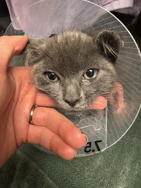 A baby small-sized male Domestic Short Hair cat named Thomas for adoption in Oakland, CA