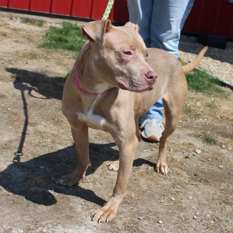 A young medium-sized female Yellow / Tan / Blond / Fawn Pit Bull Terrier dog named Shyla for adoption in Champaign, IL