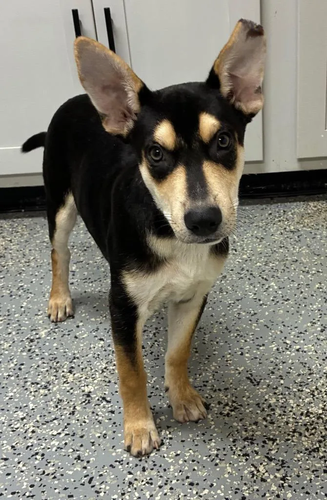 A baby medium-sized male Shepherd dog named Peabody for adoption in Seven Points, TX