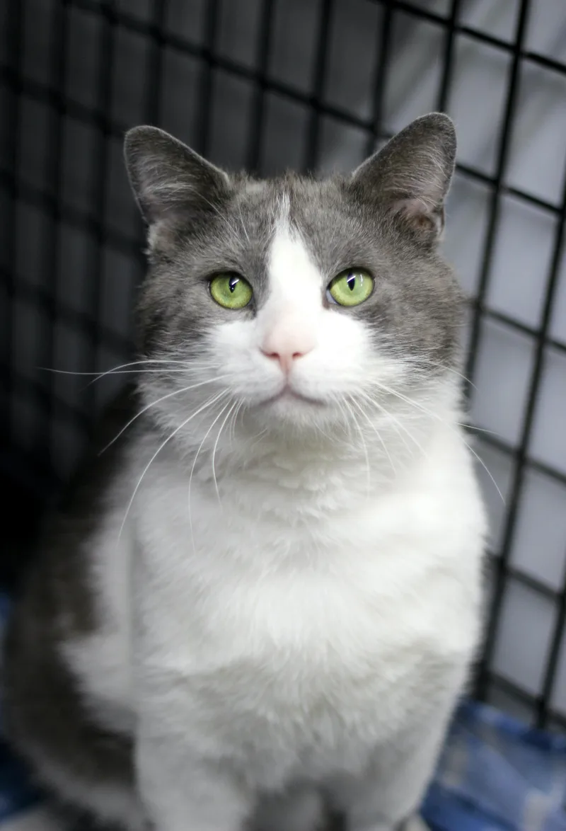 An adult medium-sized male Gray & White Domestic Short Hair cat named Jojo for adoption in Avon Lake, OH