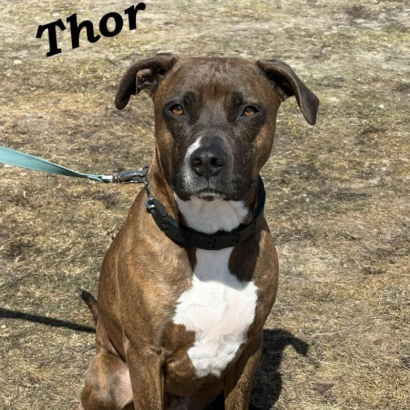 Thor thumbnail 2
