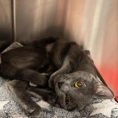A young medium-sized female Gray / Blue / Silver Domestic Short Hair cat named Rue A Stunning Girl for adoption in Braintree, MA