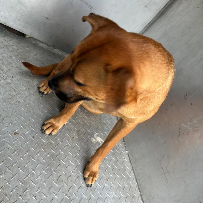 A young medium-sized female Brown / Chocolate Shepherd dog named Deilia for adoption in Greensboro, NC