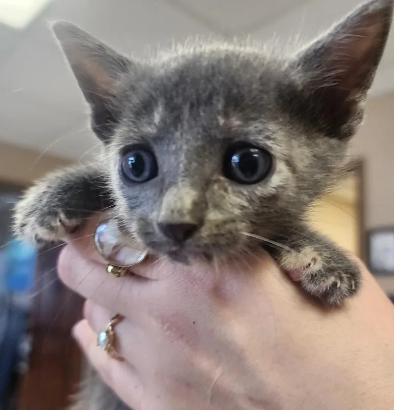 A baby large-sized female Domestic Short Hair cat named Susie for adoption in Maumelle, AR