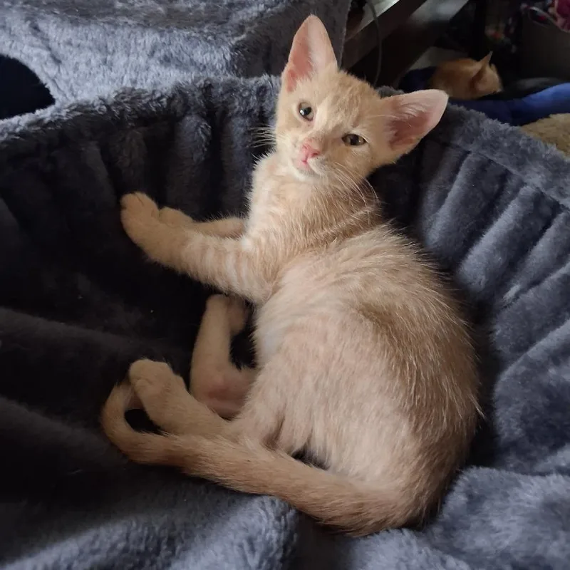A baby small-sized male Buff / Tan / Fawn Domestic Short Hair cat named Indigo for adoption in Springfield, IL