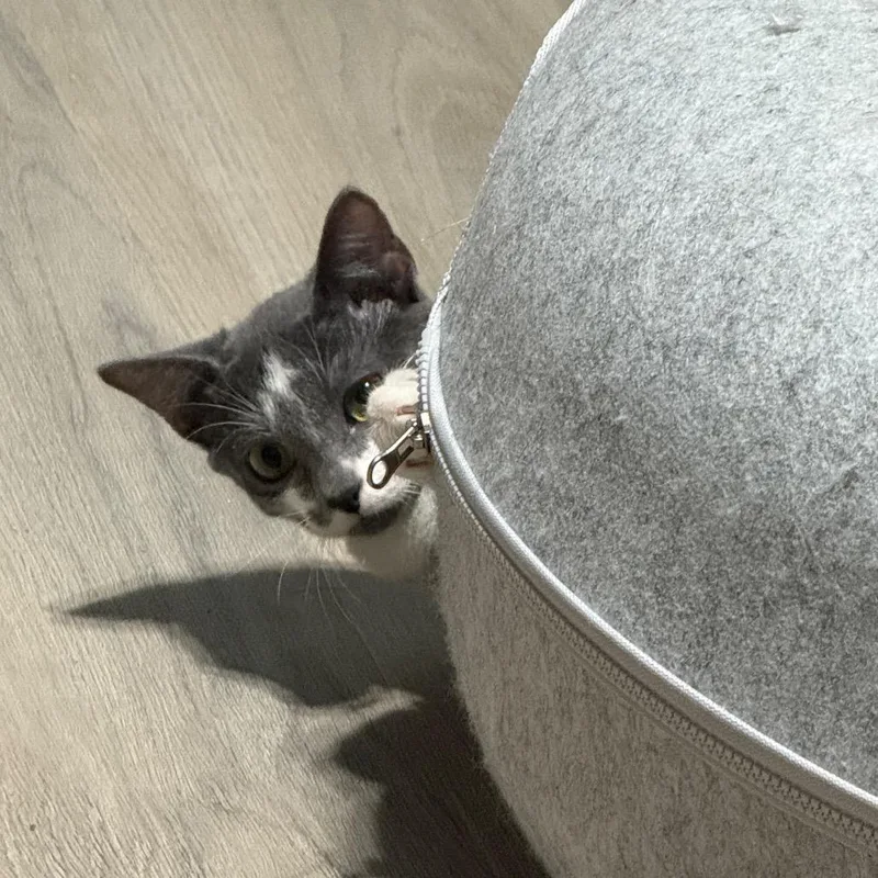 Nova