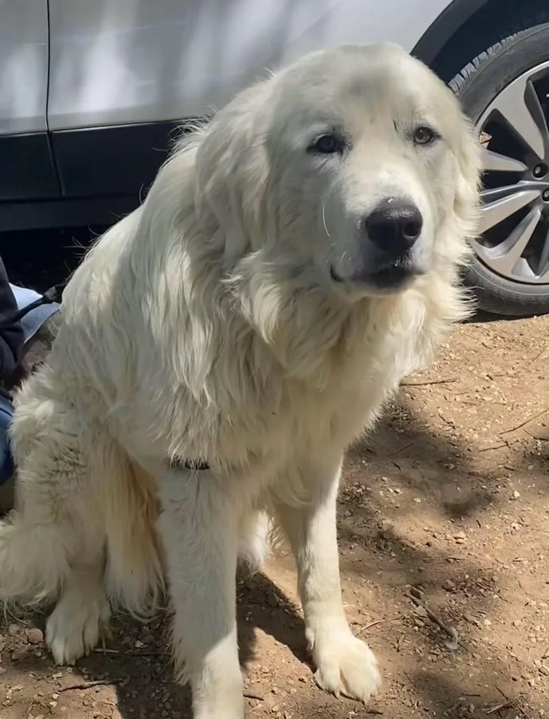 Koda