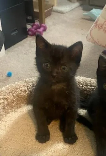 A baby small-sized male Black Domestic Short Hair cat named Ronny for adoption in Bossier City, LA
