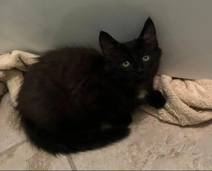 A baby small-sized male Domestic Long Hair cat named Sir Floofington for adoption in Magnolia, TX