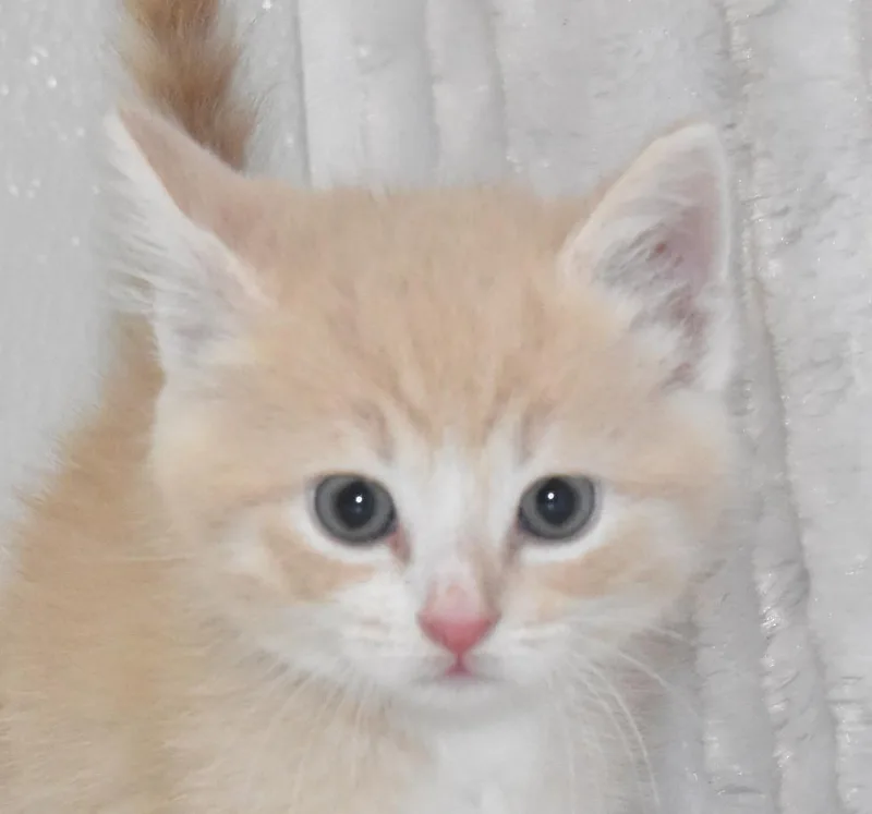 A baby large-sized male Domestic Short Hair cat named Ren for adoption in Springfield, OH