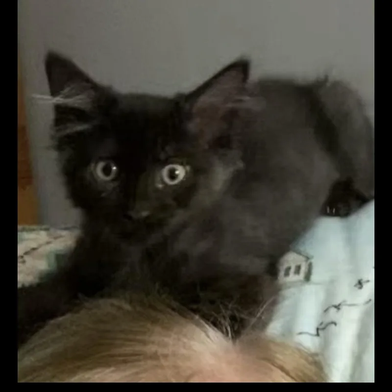 A baby medium-sized male Black Domestic Medium Hair cat named Beau for adoption in Omaha, NE