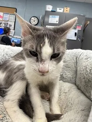 An adult small-sized female Domestic Short Hair cat named Amethyst for adoption in Gastonia, NC